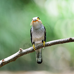 Broadbill银式银胸男荒野白色森林动物羽毛野生动物热带银胸动物群鸟类图片