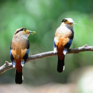 Broadbill银式月亮热带鸟类白色野生动物羽毛动物银胸森林动物群图片