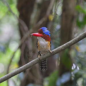 Kingfisher 养鱼王带状男性公园翅膀荒野动物蕾丝羽毛森林野生动物图片