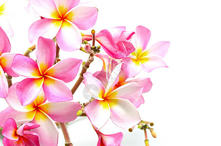 粉红色情调白色异国花瓣粉色黄色热带温泉香味花园图片