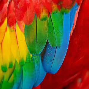 羽毛红色野生动物金子翅膀动物蓝色热带鹦鹉情调绿色图片