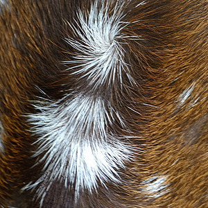 斑斑鹿皮肤白色宏观红色野生动物动物荒野棕色哺乳动物头发图片