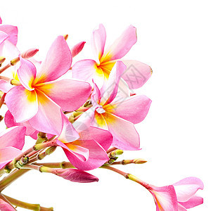 粉红色黄色白色温泉花园粉色异国香味花瓣情调热带图片