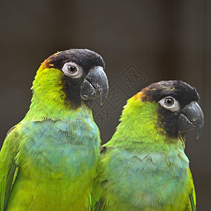 南天时期绿色鸟类动物蓝色眼睛鹦鹉热带黑色荒野羽毛图片