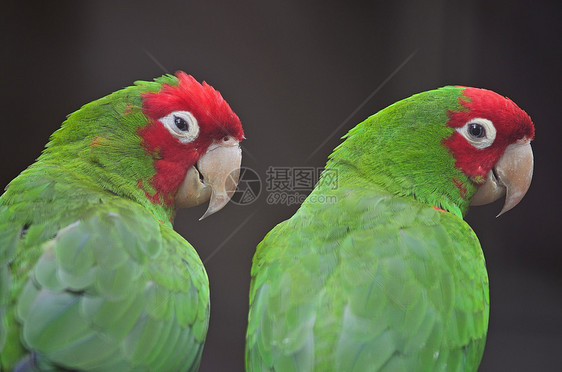 红色遮光色鸟类蒙面热带羽毛绿色眼睛异国荒野宠物动物图片