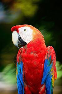 斯嘉丽马考野生动物羽毛翅膀宠物蓝色红色荒野热带环境鹦鹉背景图片
