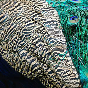 绿皮禽羽毛动物蓝色野生动物男性紫色绿色尾巴图片