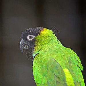 南天时期黑色异国热带绿色情调蓝色动物鹦鹉荒野眼睛图片