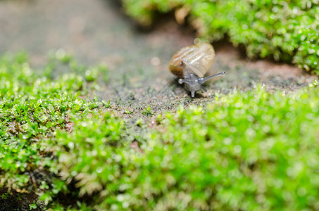 刺目树和苔棕色螺旋植物蜗牛野生动物环境热带叶子宏观花园图片