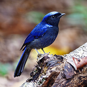 雄性大尼拉塔瓦蓝色热带自由动物群野生动物羽毛鸟类荒野警报动物图片