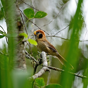 斑点紧凑的鹦鹉饼自然热带鸟类棕色生物动物荒野野生动物黑色自由图片