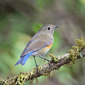 喜马拉雅山生物学白色动物野生动物生态蓝尾棕色橙子衬套歌曲图片