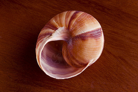 Snail 贝壳收藏圆圈漩涡贝类太阳生活螺旋宏观软体棕色图片