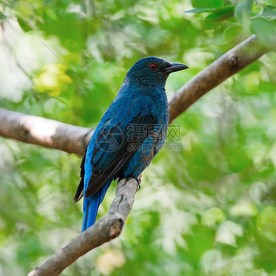 亚洲仙子青鸟女性热带野生动物动物绿色荒野生态棕色黑色蓝色图片