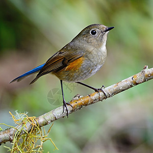 喜马拉雅山生物学灰色蓝色橘色歌曲白色棕色休息生态鸟类图片