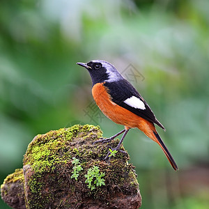 男性多瑞安红开始荒野橙子羽毛黑色黄色鸟类金黄色动物野生动物图片