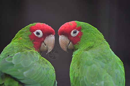 红色遮光色情调宠物热带羽毛异国绿色蒙面鸟类动物眼睛图片
