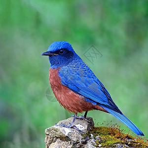 胸栗子和心结的岩石笔蓝色公园环境鸟类便便动物男性板栗野生动物画眉图片
