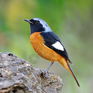 黑色鸟男性多瑞安红开始热带野生动物橙子动物森林金黄色鸟类黑色羽毛荒野背景