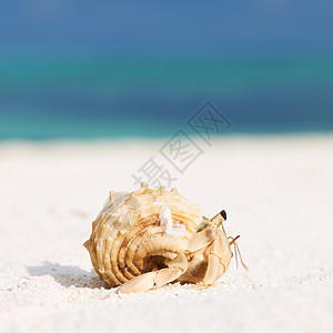 沙滩螃蟹沙滩的寄居蟹海岸线螃蟹甲壳旅行动物贝类风景天空荒野假期背景