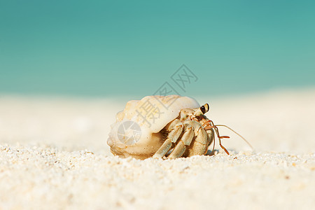 沙滩的寄居蟹天空旅行甲壳热带海洋动物贝类海岸线螃蟹野生动物图片