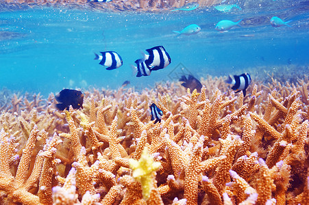 马尔代夫的珊瑚礁海上生活异国旅行假期情调动物热带珊瑚潜水蓝色图片