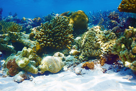 马尔代夫的珊瑚礁动物情调潜水野生动物海洋浮潜生活异国呼吸管旅行图片