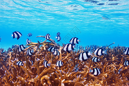 马尔代夫的珊瑚礁蓝色荒野海洋海上生活潜水动物热带假期情调呼吸管背景图片
