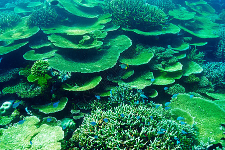 马尔代夫的珊瑚礁珊瑚呼吸管热带异国生活浮潜旅行假期海洋潜水图片
