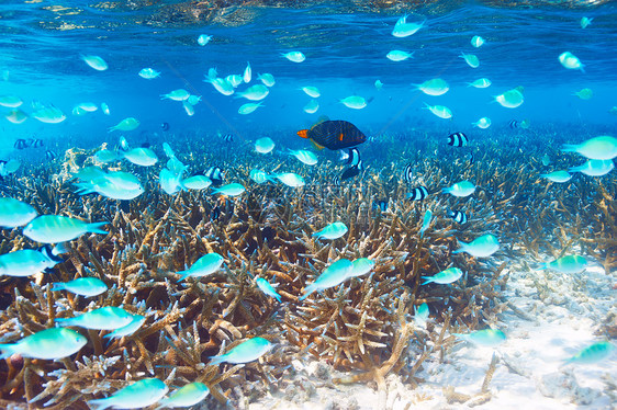 马尔代夫的珊瑚礁热带异国生活假期潜水浮潜珊瑚荒野情调金鱼图片