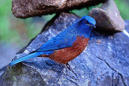 胸栗子和心结的岩石笔动物鸟类栗腹公园蓝色环境画眉荒野大腹岩画眉图片