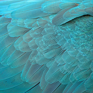 蓝色和金色麦毛羽毛宠物宏观异国翅膀热带金子鹦鹉鸟类动物情调图片