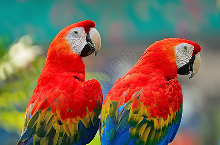 斯嘉丽马考动物热带异国彩虹鸟舍蓝色野生动物情调红色鹦鹉图片