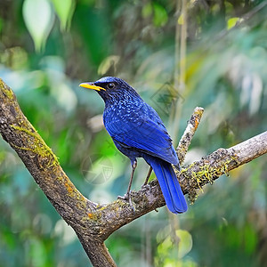蓝吹笛笔鸟类翅膀野生动物热带动物羽毛荒野森林账单画眉图片