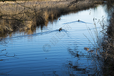 鸭子在水中野鸟蓝色池塘动物野生动物游泳芦苇图片