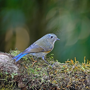 蓝尾车Bluetail橙子鸟类森林棕色蓝色动物红肋野生动物白色红色图片