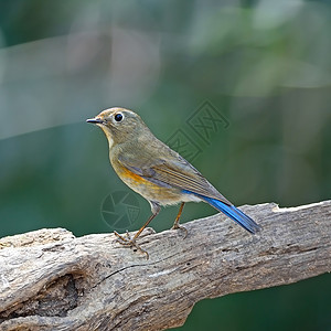 蓝尾车Bluetail白色棕色橙子红色森林衬套荒野野生动物女性蓝天鹅图片