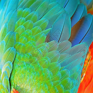 哈莱金马aw羽毛热带鹦鹉蓝色动物活力黄色丑角金子翅膀野生动物图片