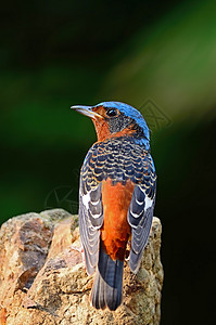 男性白喉岩笔喉咙森林荒野警报画眉鸟类野生动物动物图片
