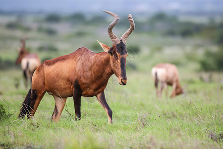红色的哈特峰羚羊大草原野生动物动物喇叭食草男性荒野棕色狍子尾巴图片