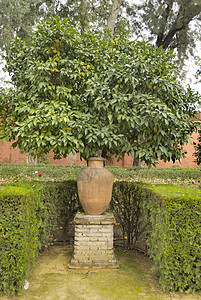 锅和橙树背景图片