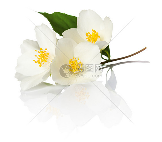 茉莉花植物学茉莉白色庆典脆弱性绿色花瓣香气叶子植物图片