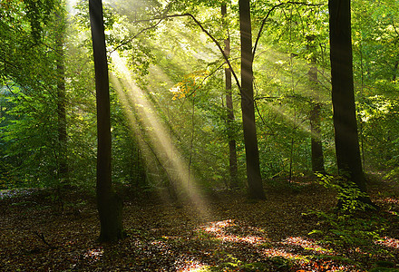 森林太阳环境国家公园射线水分日光农村冒险林地图片