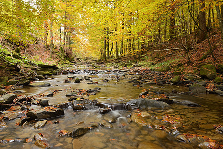 秋季森林地区瀑布地面桦木孤独日出公园叶子溪流季节图片