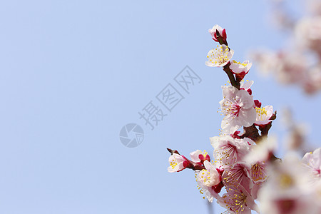UME 日本羽花旅行公园花瓣樱花蓝色白色植物群天空庆典梅花图片