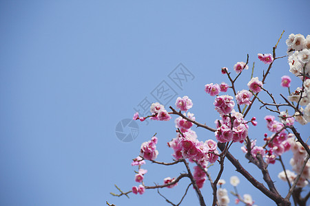 UME 日本羽花旅行粉色植物群天空樱花梅花花瓣蓝色公园白色图片