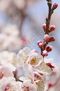 UME 日本羽花植物群公园白色天空花瓣梅花旅行庆典樱花蓝色图片