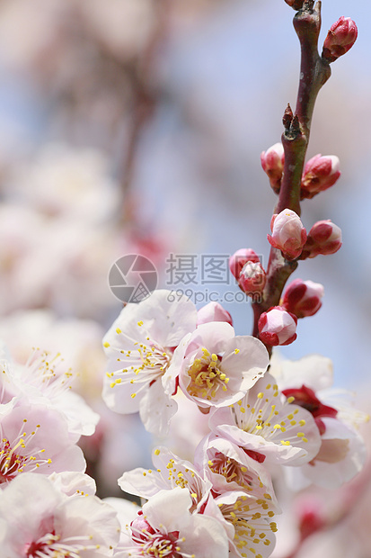 UME 日本羽花植物群公园白色天空花瓣梅花旅行庆典樱花蓝色图片