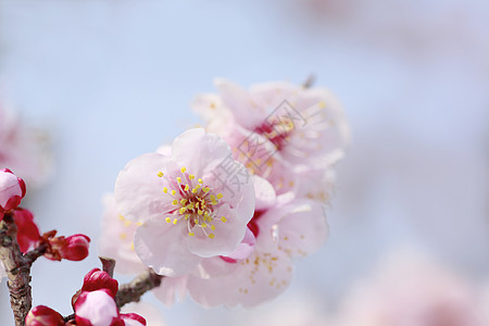 UME 日本羽花樱花梅花天空蓝色白色粉色庆典公园花瓣植物群图片