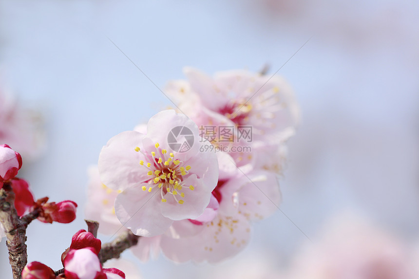 UME 日本羽花樱花梅花天空蓝色白色粉色庆典公园花瓣植物群图片